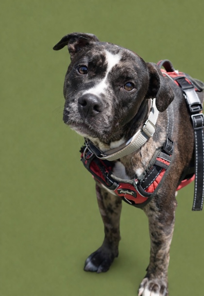 SPOT - Mixed Breed, Large (over 44 lbs fully grown) / Mix available for adoption