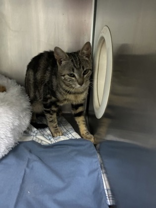 CREAM - Domestic Shorthair / Mix available for adoption