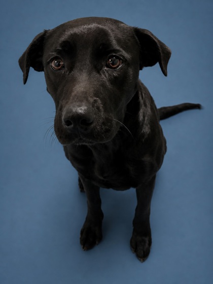 RAVEN - Mixed Breed, Large (over 44 lbs fully grown) / Mix available for adoption