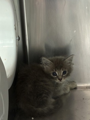 PARMESAN - Domestic Shorthair / Mix for adoption in Jacksonville