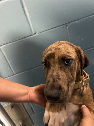 CREEK - Mixed Breed, Large (over 44 lbs fully grown) / Mix available for adoption