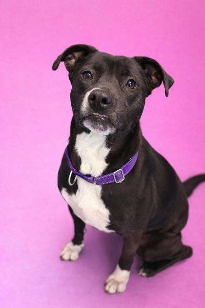 SIREN++ - Mixed Breed, Large (over 44 lbs fully grown) / Mix for adoption in Jacksonville