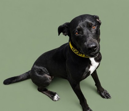 PICKLES+ - Mixed Breed, Large (over 44 lbs fully grown) / Mix available for adoption