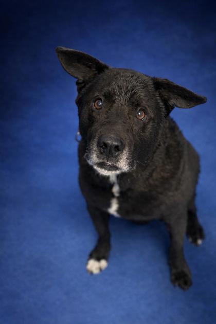 PEXIE+ - Mixed Breed, Large (over 44 lbs fully grown) / Mix available for adoption