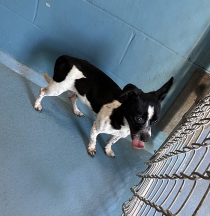 ARES - Mixed Breed, Small (under 24 lbs fully grown) / Mix available for adoption