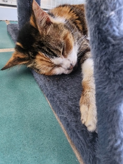 S. TEMPLE - Domestic Shorthair / Mix available for adoption