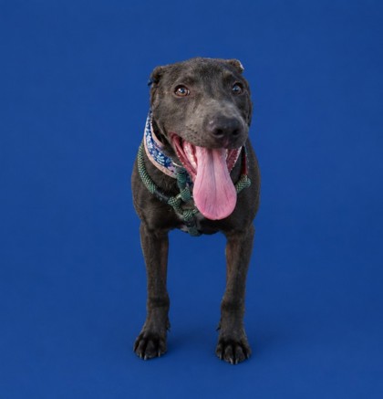 IRON MAN - Mixed Breed, Large (over 44 lbs fully grown) / Mix available for adoption