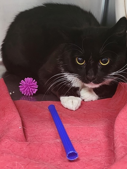 SYLVESTER - Domestic Shorthair / Mix available for adoption
