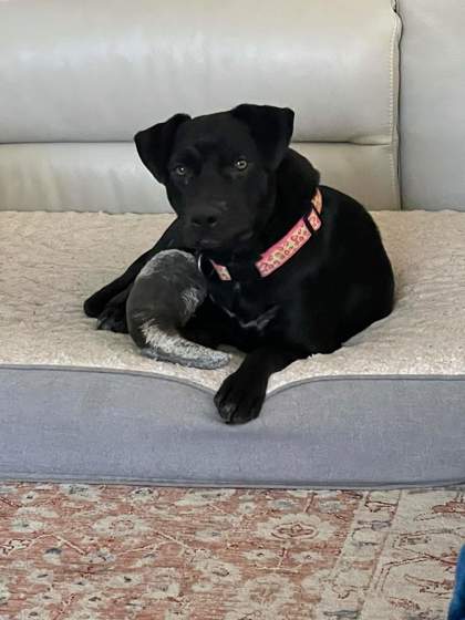 LADYBUG AKA HOLLY - Mixed Breed, Medium (up to 44 lbs fully grown) / Mix available for adoption