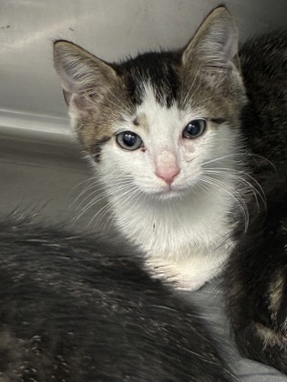 HASHBROWN - Domestic Shorthair / Mix available for adoption