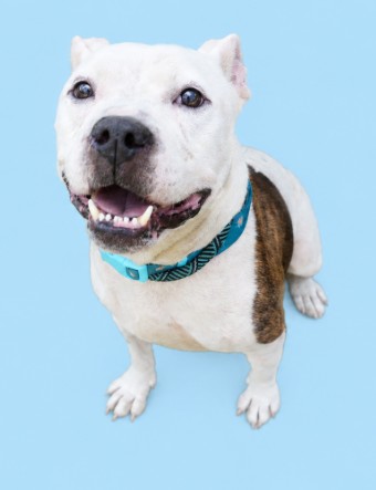 CASH - Mixed Breed, Large (over 44 lbs fully grown) / Mix available for adoption