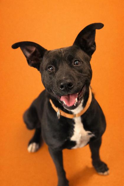 BAMBI - Mixed Breed, Large (over 44 lbs fully grown) / Mix for adoption in Jacksonville