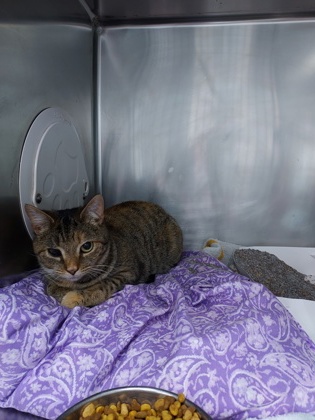 GROVE - Domestic Shorthair / Mix available for adoption
