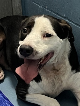 POLO - Mixed Breed, Medium (up to 44 lbs fully grown) / Mix available for adoption