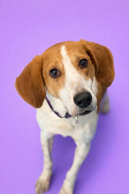SLICK+ - Mixed Breed, Medium (up to 44 lbs fully grown) / Mix for adoption in Jacksonville