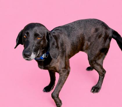 LYNN - Mixed Breed, Medium (up to 44 lbs fully grown) / Mix available for adoption