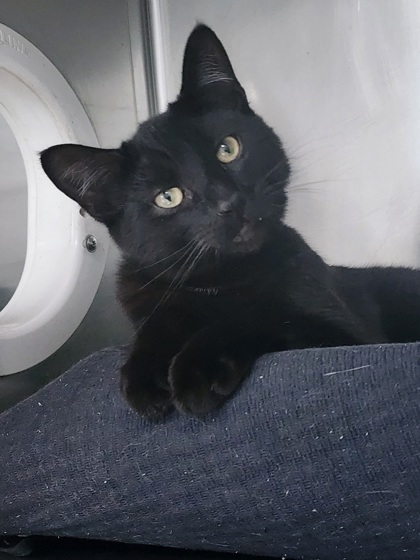 PEZZETTA - Domestic Shorthair / Mix available for adoption