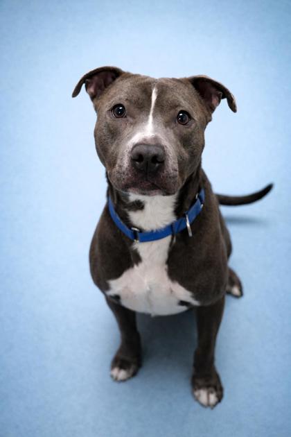 MARSHALL - Mixed Breed, Large (over 44 lbs fully grown) / Mix for adoption in Jacksonville