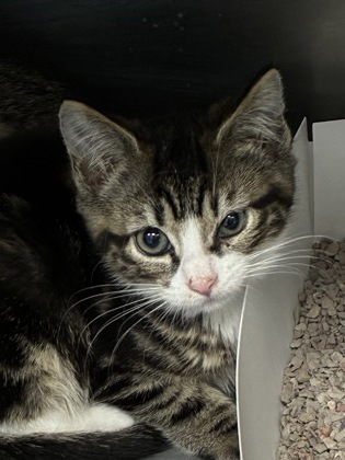 ROAST BEEF - Domestic Shorthair / Mix available for adoption