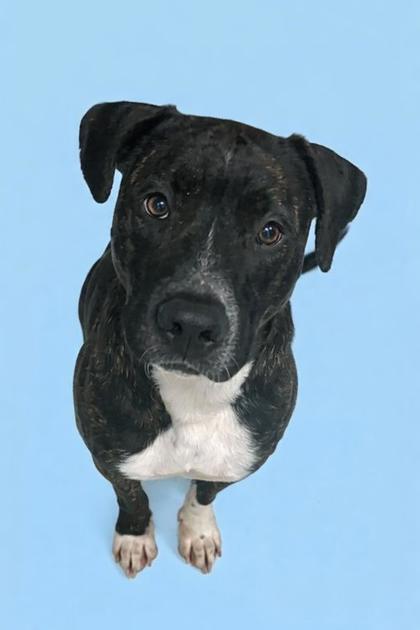 BRUTUS++ - Mixed Breed, Large (over 44 lbs fully grown) / Mix for adoption in Jacksonville