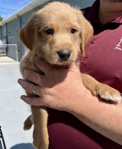 VINCENT - Mixed Breed, Small (under 24 lbs fully grown) / Mix available for adoption