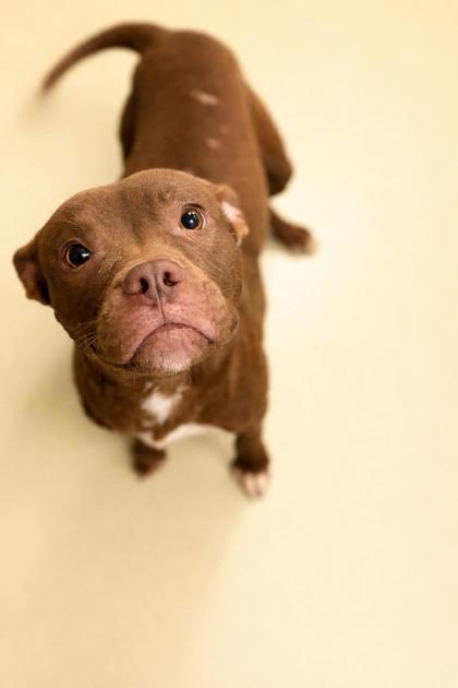 PATRICK - Mixed Breed, Large (over 44 lbs fully grown) / Mix available for adoption