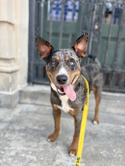 HOMEBOY - Mixed Breed, Large (over 44 lbs fully grown) / Mix available for adoption
