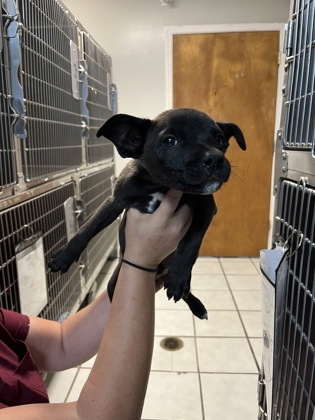 EGGS - Mixed Breed, Small (under 24 lbs fully grown) / Mix available for adoption