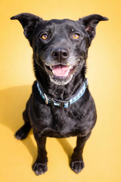 GANON+ - Mixed Breed, Large (over 44 lbs fully grown) / Mix for adoption in Jacksonville