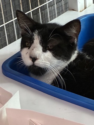 SUGAR - Domestic Shorthair / Mix available for adoption
