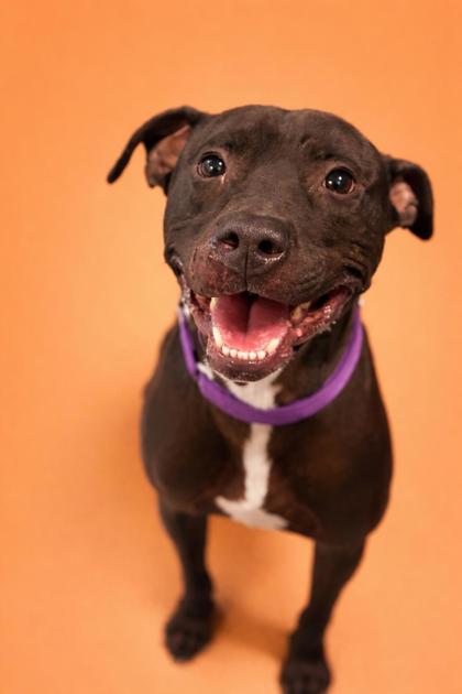DROGO - Mixed Breed, Medium (up to 44 lbs fully grown) / Mix for adoption in Jacksonville