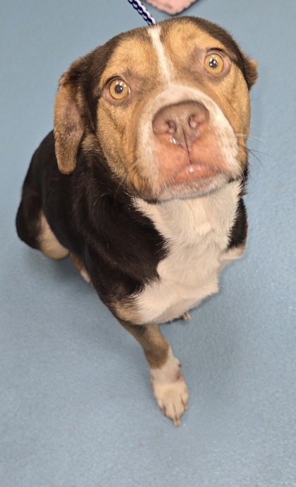 HAROLD - Mixed Breed, Medium (up to 44 lbs fully grown) / Mix available for adoption
