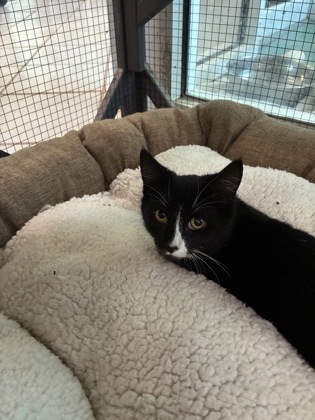 HERO AKA SASHA - Domestic Shorthair / Mix available for adoption