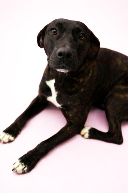 LORETTA++ - Mixed Breed, Medium (up to 44 lbs fully grown) / Mix available for adoption