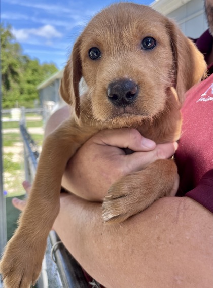 XAVIER - Mixed Breed, Small (under 24 lbs fully grown) / Mix available for adoption
