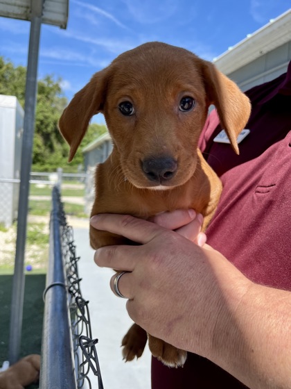 CRIMSON - Mixed Breed, Small (under 24 lbs fully grown) / Mix available for adoption