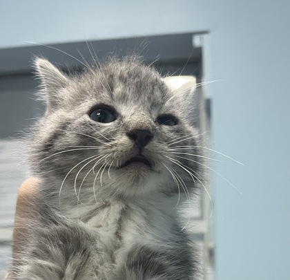 COMITMENT - Domestic Shorthair / Mix available for adoption