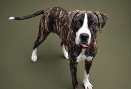MCCOY - Mixed Breed, Large (over 44 lbs fully grown) / Mix available for adoption