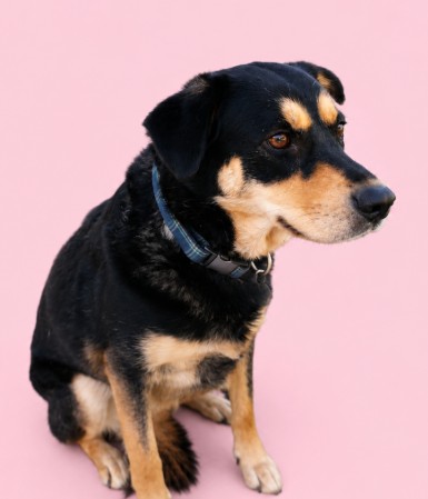 GEEGEE + - Mixed Breed, Medium (up to 44 lbs fully grown) / Mix available for adoption