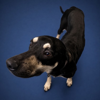 SWEET TART - Mixed Breed, Medium (up to 44 lbs fully grown) / Mix available for adoption