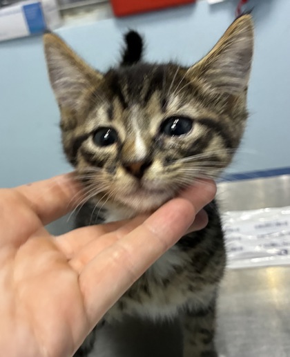 MUSHROOM - Domestic Shorthair / Mix available for adoption