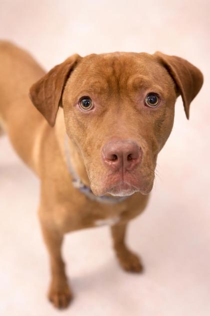 STANLEY - Mixed Breed, Large (over 44 lbs fully grown) / Mix available for adoption
