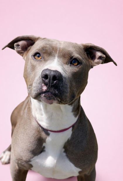 FLURRY++ - Mixed Breed, Medium (up to 44 lbs fully grown) / Mix available for adoption