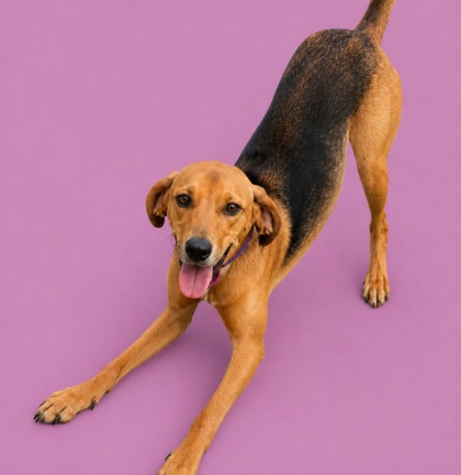 ALEXANDRA - Mixed Breed, Small (under 24 lbs fully grown) / Mix for adoption in Jacksonville