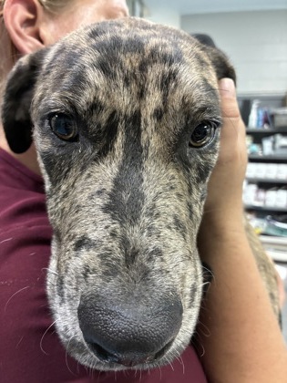 BIGFOOT - Mixed Breed, Large (over 44 lbs fully grown) / Mix available for adoption