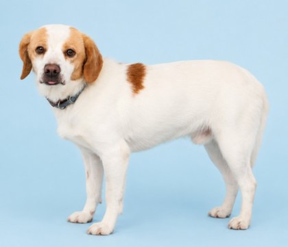 NIPPY - Mixed Breed, Small (under 24 lbs fully grown) / Mix available for adoption