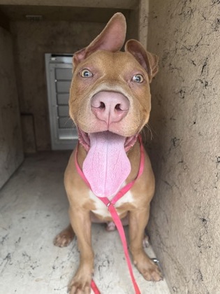 ENZO - Mixed Breed, Medium (up to 44 lbs fully grown) / Mix available for adoption