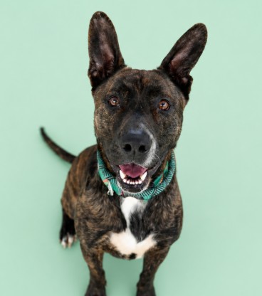 NICK++ - Mixed Breed, Large (over 44 lbs fully grown) / Mix available for adoption