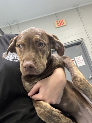 LANA - Mixed Breed, Medium (up to 44 lbs fully grown) / Mix available for adoption