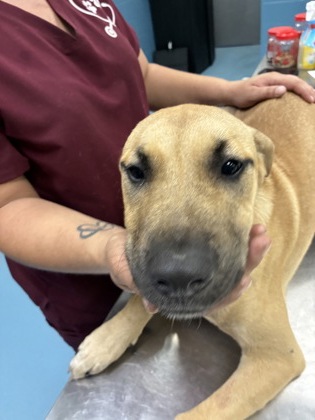 HONOR - Mixed Breed, Large (over 44 lbs fully grown) / Mix available for adoption